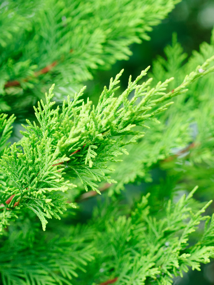 Lejland (Cupressocyparis leylandii)