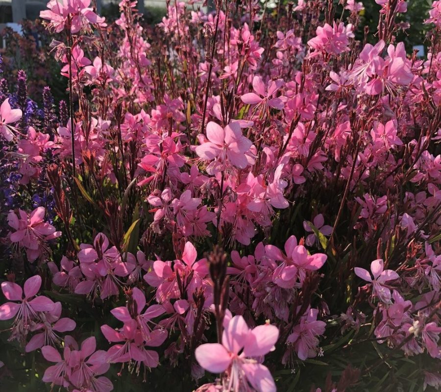 Gaura-lindheimera-Pink-Compact Gaura-lindheimera-Pink-Compact
