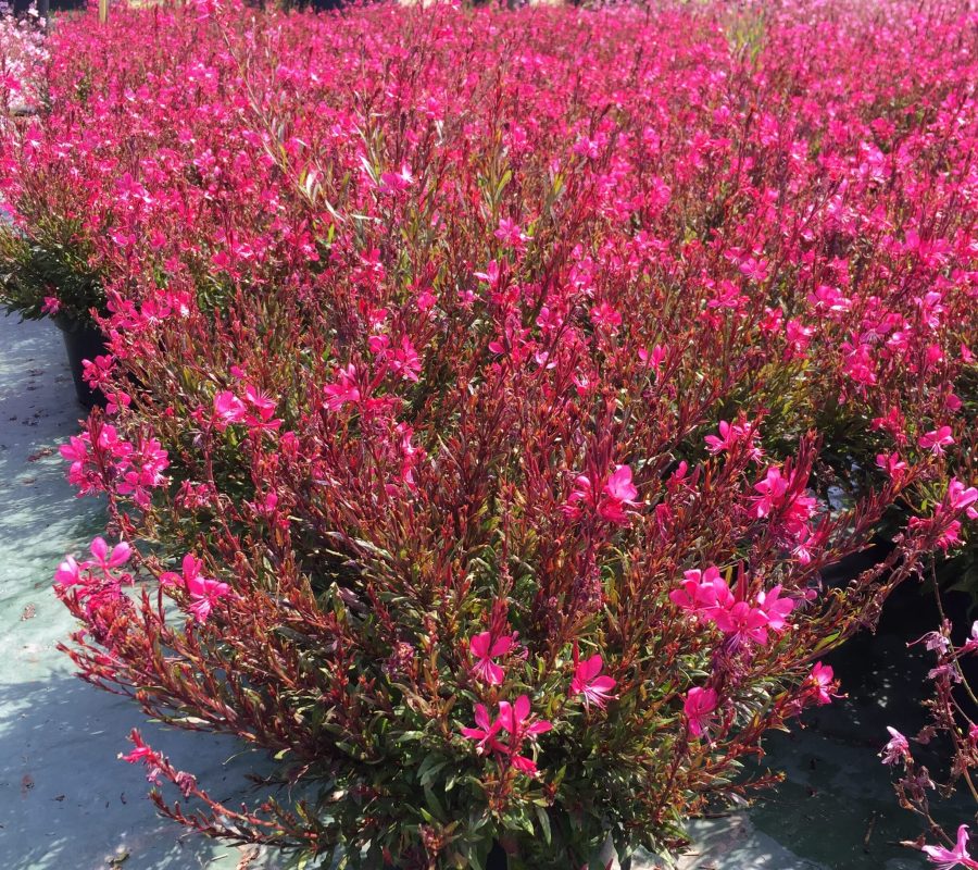 gaura-gaudi-red-rotated gaura-gaudi-red-rotated