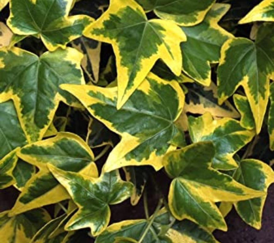 hedera-helix-goldchild-1-1200×1200 hedera-helix-goldchild-1-1200x1200