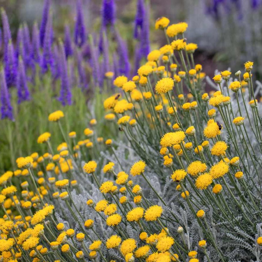 santolina-cotton-lavender santolina-cotton-lavender