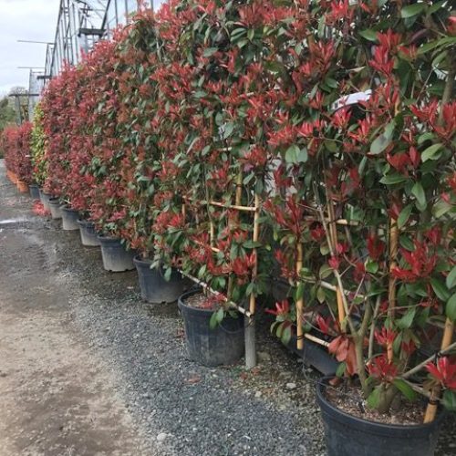 Photnia-Frame--e1509379787844