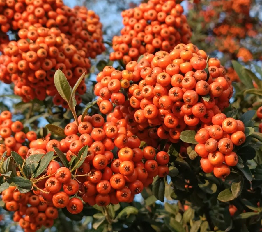 WhatsApp Image 2025-03-16 at 21.33.18 (1)