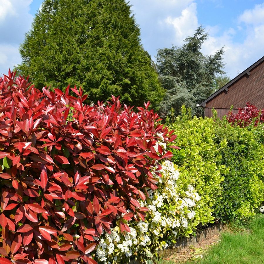 hedge-891354_1280