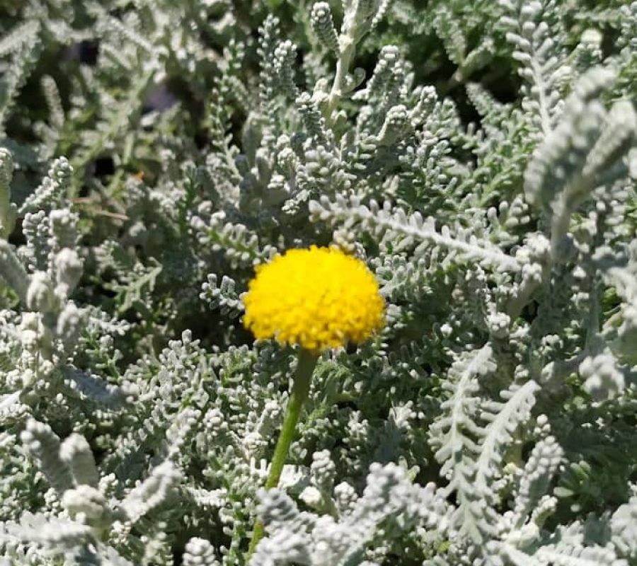 pol_pl_Santolina-cyprysikowata-175076_5